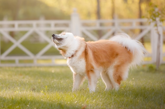 Pies na zewnątrz w lecie Rasa psów akita inu