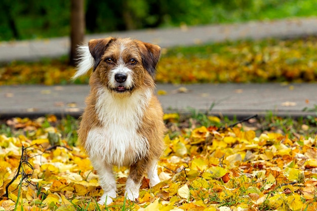 Pies nieznanej rasy na tle opadłych liści. Zbliżenie.
