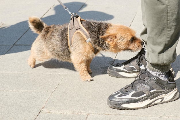 Pies Norwich Terrier na smyczy wącha nogi przechodnia