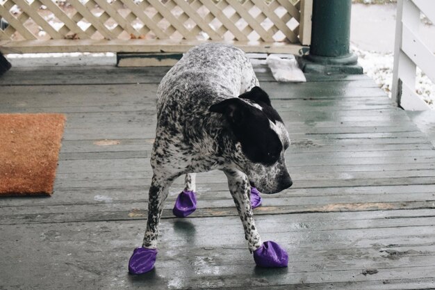 Pies noszący fioletowe buty na ganku