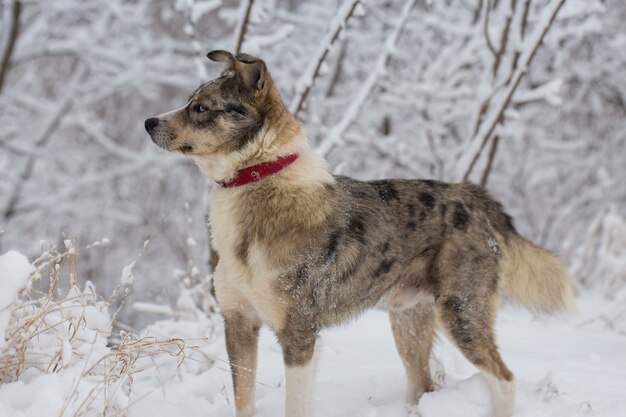 Pies O Niebieskich Oczach Bawi Się Zimą W śniegu, Piękny Portret Zwierzaka W Słoneczny Zimowy Dzień