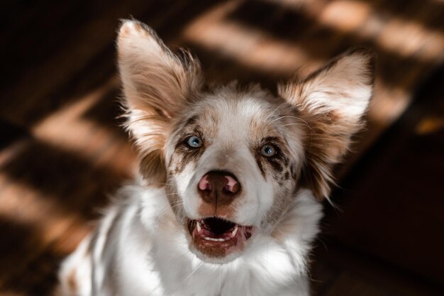 Pies o niebieskich oczach i brązowym nosie