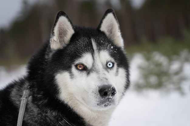 Pies o niebieskim oku i czarno-białej twarzy.