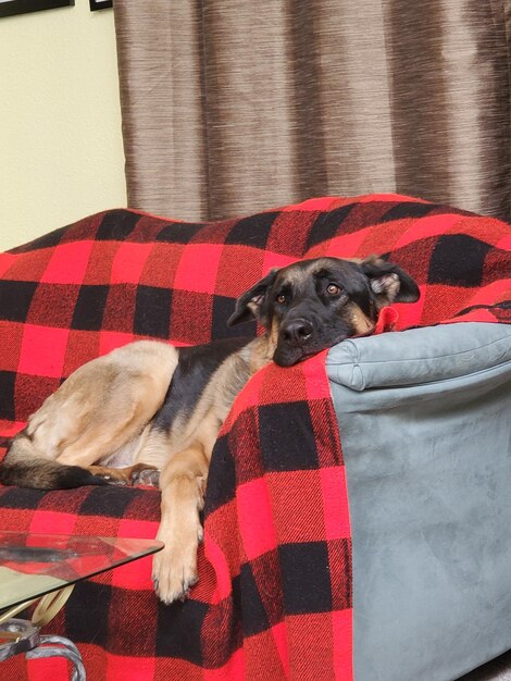Zdjęcie pies odpoczywający na kanapie w domu