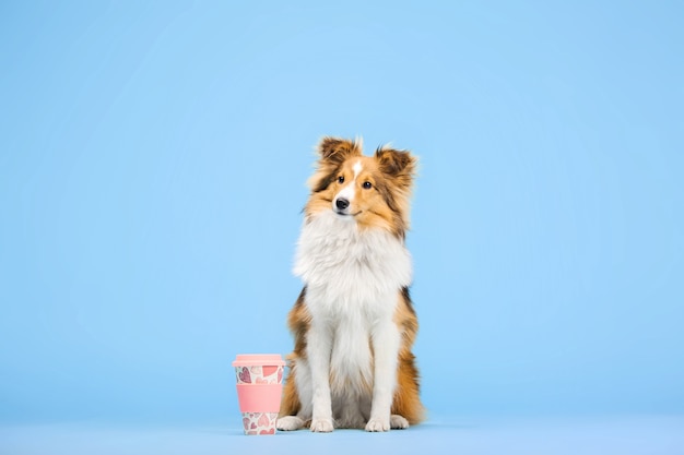 Pies Owczarek Szetlandzki w studiu fotograficznym na niebieskim tle