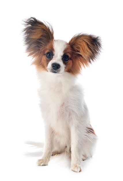 Pies Papillon