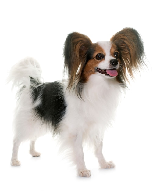 pies papillon