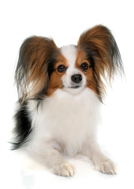 pies papillon