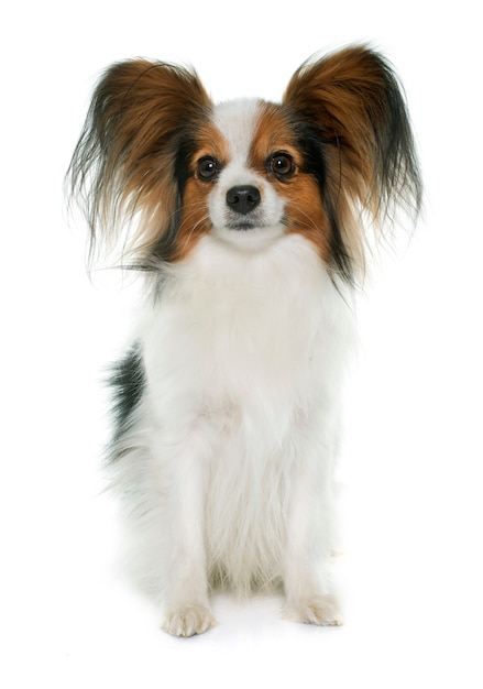pies papillon