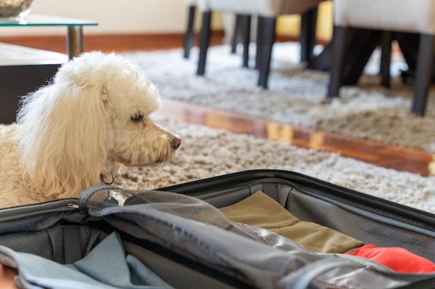 Pies patrzący na bagaż właściciela