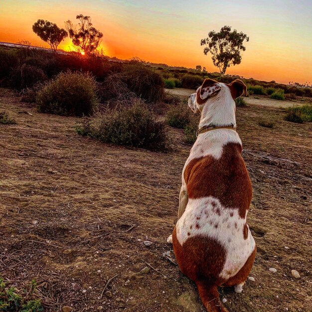 Zdjęcie pies patrzący na pole podczas zachodu słońca