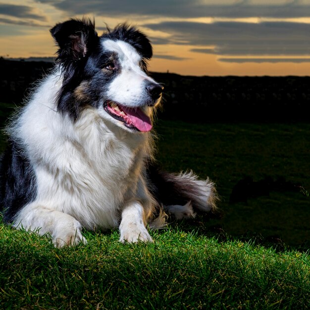 Zdjęcie pies patrzący na pole