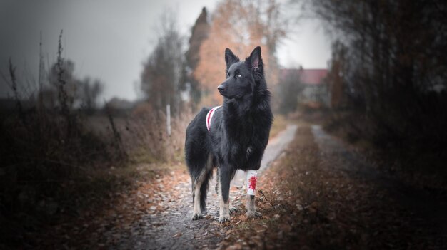 Zdjęcie pies patrzący na pole