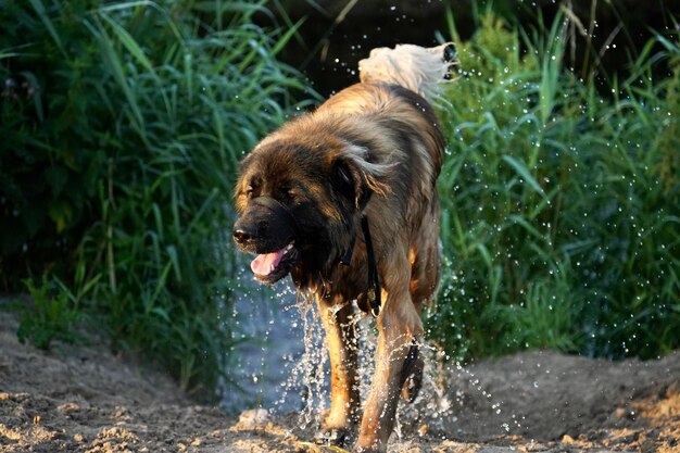 Zdjęcie pies patrzący w stronę wody