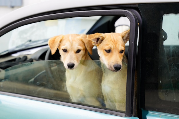 Pies Patrzy W Samochodzie Przy Oknie Gotowy Do Podróży W Koncepcji Podróży Ze Zwierzętami