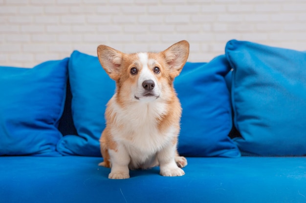 Pies Pembroke Welsh Corgi Lub Sweter Z Wyrzutem Leży Na Przytulnej Niebieskiej Sofie Słodki Pies Pozuje W Domu Widok Z Przodu Miejsce Do Kopiowania Tekstu