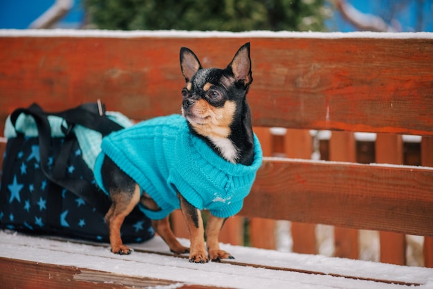 Pies. Pies zimą spacery po parku. Portret małego psa chihuahua ubrany w sweter