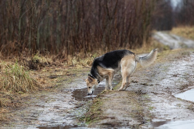 Pies Pijący Z Deszczowej Kałuży Na łonie Natury