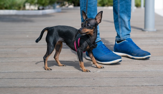 pies pinczer i jego właściciel spacerują po parku