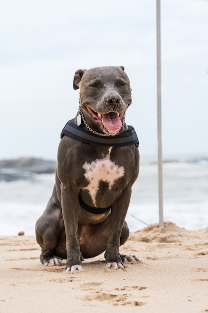 Pies Pit Bull bawiący się na plaży, cieszący się morzem i piaskiem. Słoneczny dzień. Selektywne skupienie.