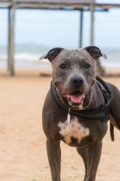 Pies Pit Bull bawiący się na plaży, cieszący się morzem i piaskiem. Słoneczny dzień. Selektywne skupienie.