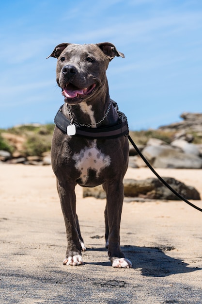 Pies Pit Bull Bawiący Się Na Plaży, Cieszący Się Morzem I Piaskiem. Słoneczny Dzień. Selektywne Skupienie.