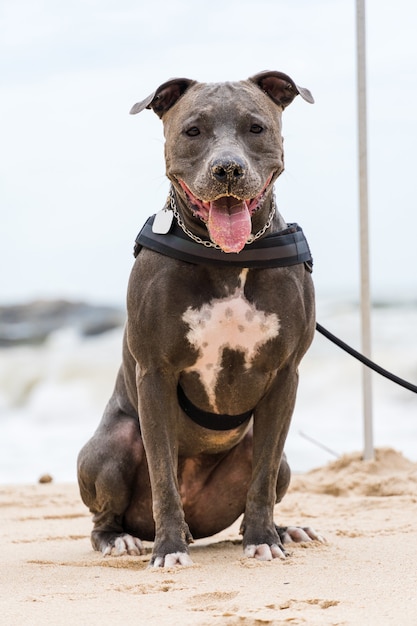 Pies Pit Bull bawiący się na plaży, cieszący się morzem i piaskiem. Słoneczny dzień. Selektywne skupienie.