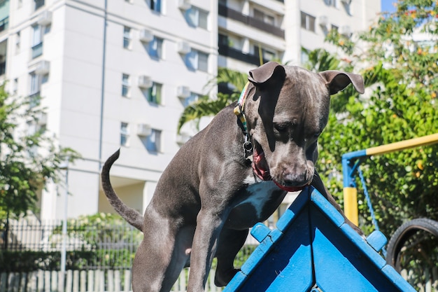 Zdjęcie pies pit bull bawiący się w parku i wspinający się na rampę. selektywne skupienie.