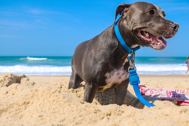 Pies Pit Bull na plaży. Słoneczny dzień. Selektywne skupienie.