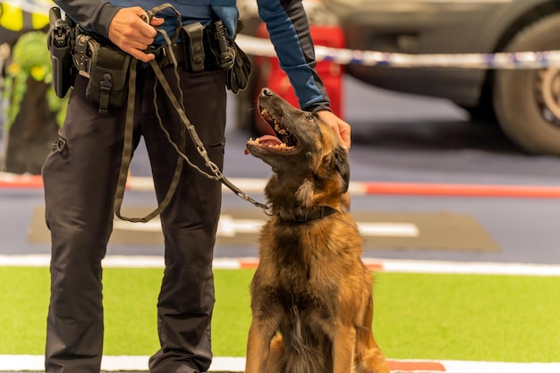 pies policyjny czeka siedząc na ziemi trzymanej przez agenta