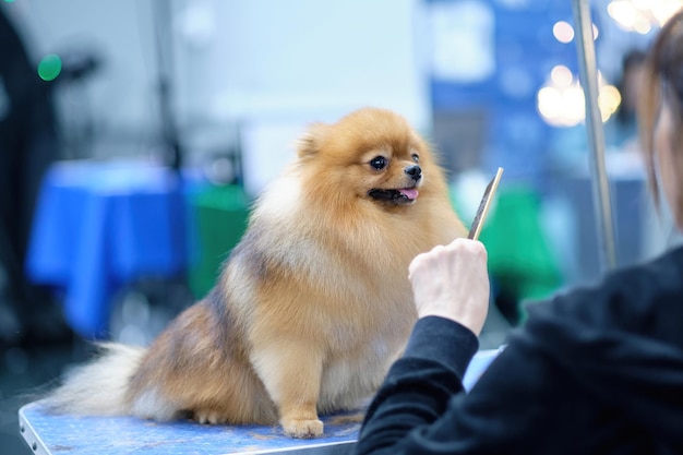 Pies pomorski Pomeranian siedzi i posłusznie patrzy na groomera podczas czesania