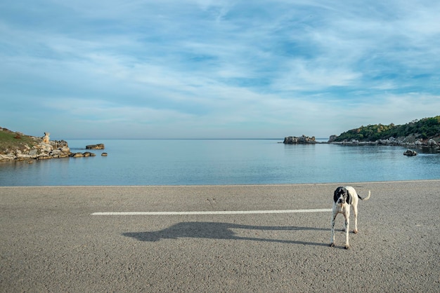 Pies pozuje na drodze obok plaży na tureckim wybrzeżu Morza Czarnego