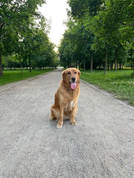 pies pozuje na zielonej alei