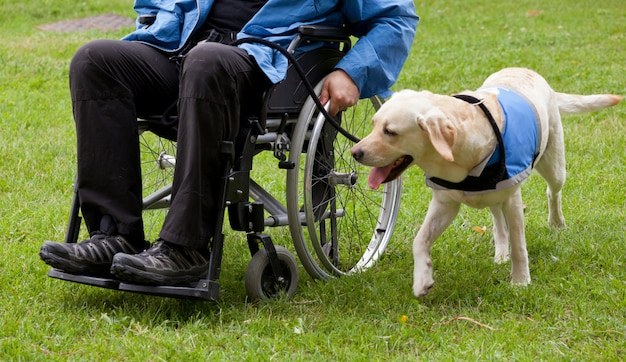 Zdjęcie pies przewodnik labrador i jego niepełnosprawny właściciel