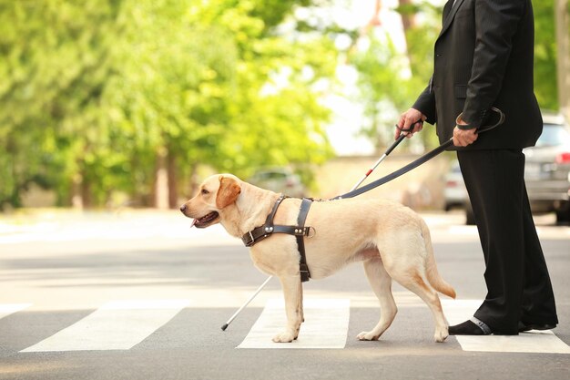 Pies przewodnik pomaga niewidomemu na przejściu dla pieszych