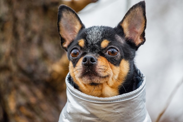 Pies rasowy Chihuahua odzież na zewnątrz. Ubrany Chihuahua. Deszczowa pogoda