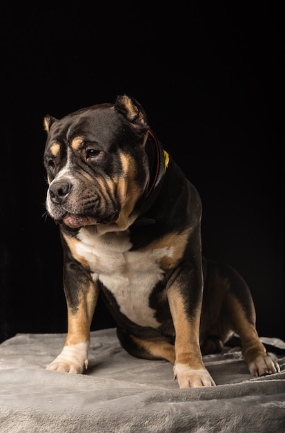 Pies rasy American Bully na czarnym tle