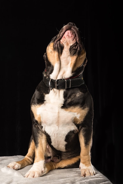 Pies rasy American Bully na czarnym tle