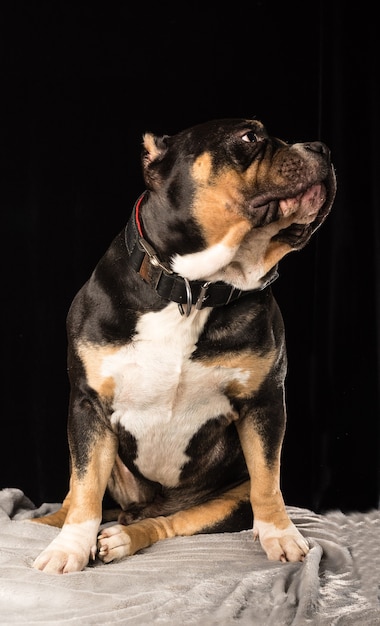 Pies rasy American Bully na czarnym tle
