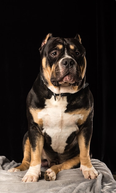 Pies rasy American Bully na czarnym tle
