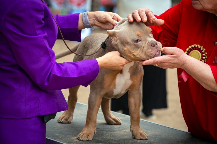 Pies rasy American Bully na wystawie