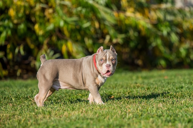 Pies rasy American Bully Puppy w kieszonkowym kolorze liliowym spaceruje