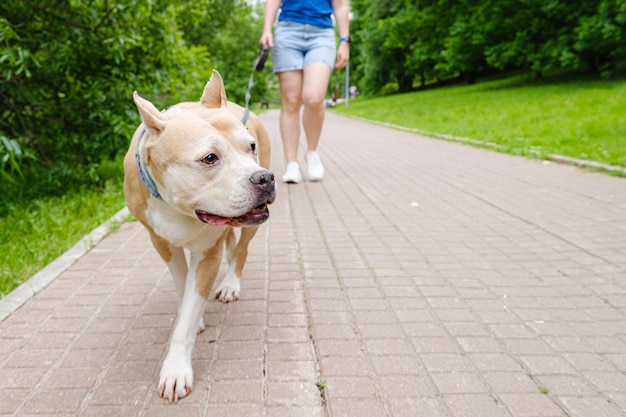 Pies rasy American Staffordshire Terrier idzie na smyczy ścieżką w miejskim parku