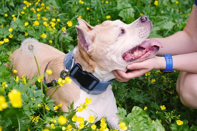 Pies Rasy American Staffordshire Terrier Leży Na Trawie