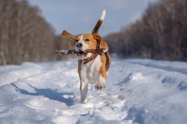 Pies rasy Beagle biegnie i bawi się w zimowym lesie w słoneczny mroźny dzień