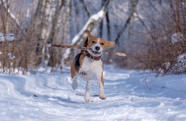 Pies rasy Beagle biegnie i bawi się w zimowym lesie w słoneczny mroźny dzień