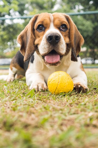 Pies rasy Beagle gry i zabawy w parku. Selektywne skupienie.