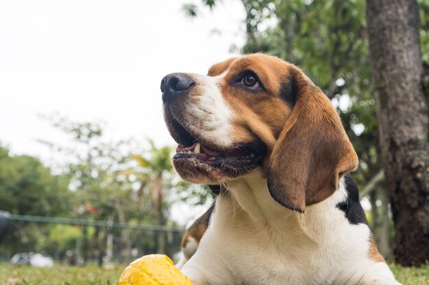 Pies rasy Beagle gry i zabawy w parku. Selektywne skupienie.