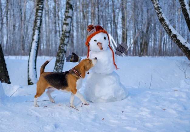 Pies rasy Beagle i bałwan w śnieżnym lesie zimą