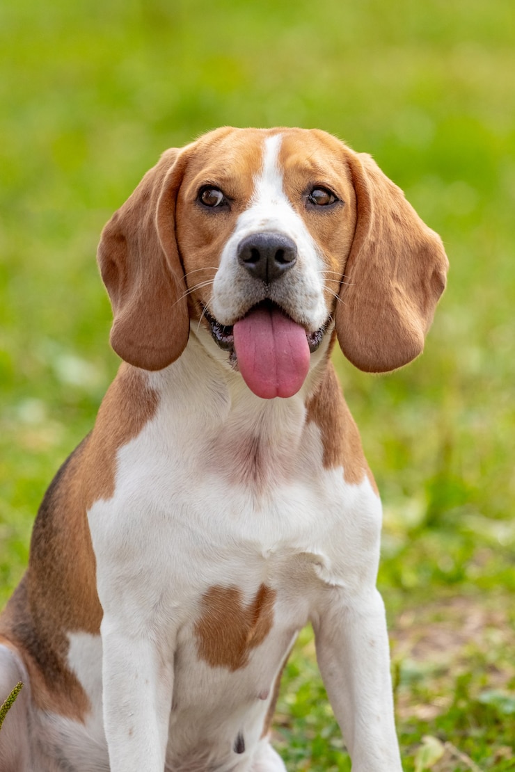 Zdjęcie pies rasy beagle lub estoński ogar z bliska na tle trawy. portret psa
